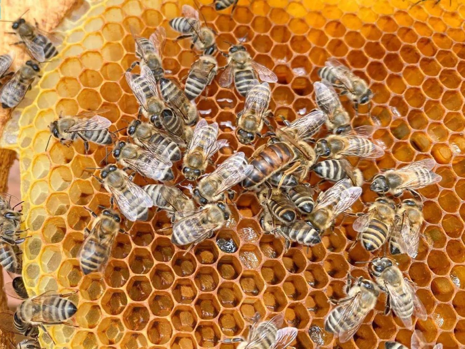 إحدى خلايا النحل التي ينتج منها العسل في منطقة الباحة الواقعة جنوب السعودية (واس)