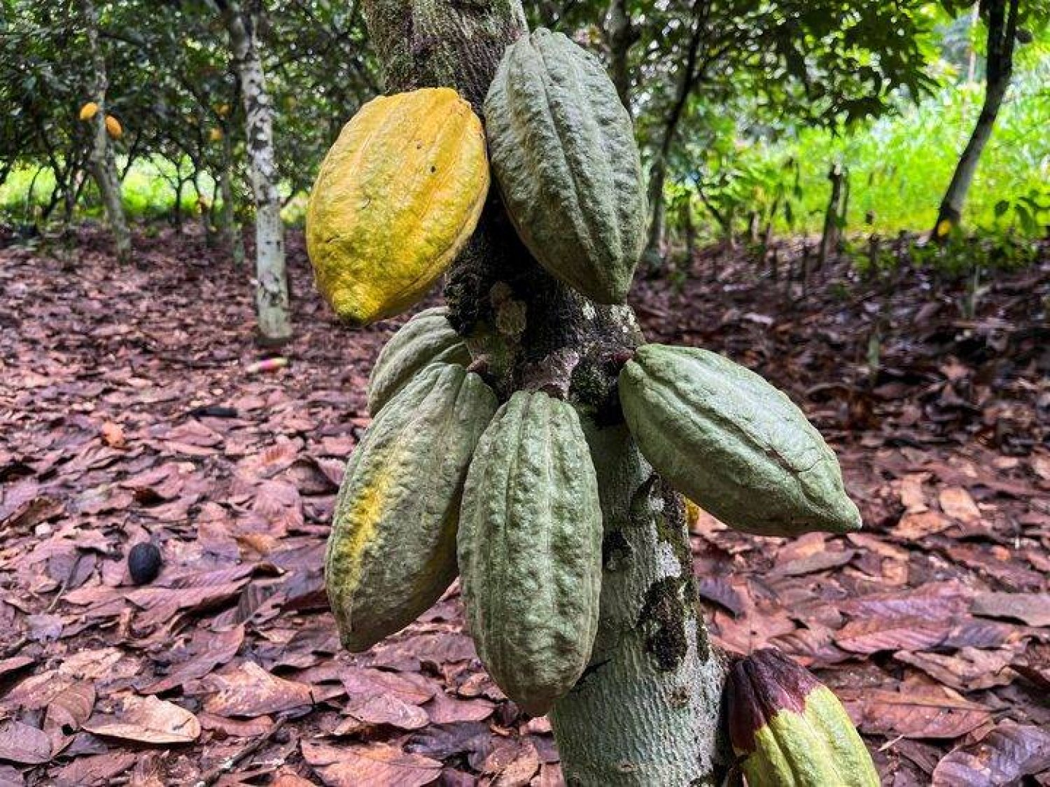 فيروس يهدد سلامة شجرة الكاكاو والبذور المجففة التي تُصنع منها الشوكولاته (رويترز)