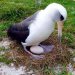 طائر القطرس ليسان الذي يبلغ من العمر 66 عاما على الأقل وأقدم طائر بري معروف في العالم يحتضن بيضته في محمية ميدواي أتول الوطنية للحياة البرية بالولايات المتحدة (أرشيفية - رويترز)