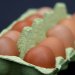 دراسة: نوع من بيض الدجاج لا يرفع الكوليسترول؟!